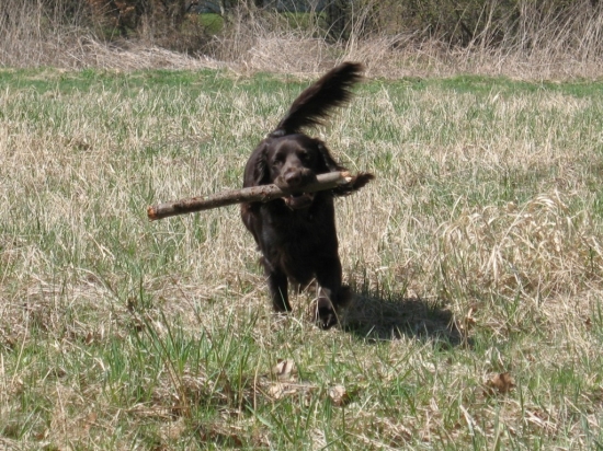 Eddie Any-Bon 12 měs.