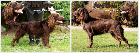 prepeličiari Aretha a Yasper