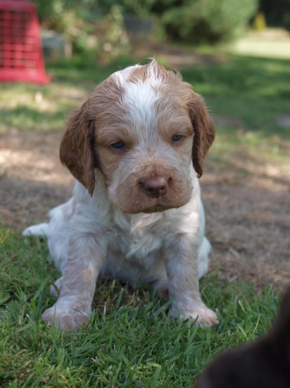 prepeličiar Goldie Any-Bon