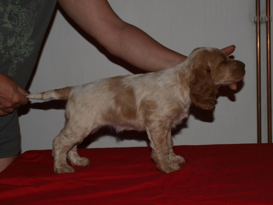 prepeličiar Goldie Any-Bon