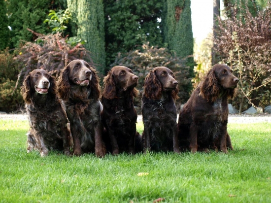 křepeláci v CHS Any-Bon