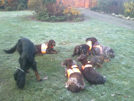 naše smečka nachystána na hon