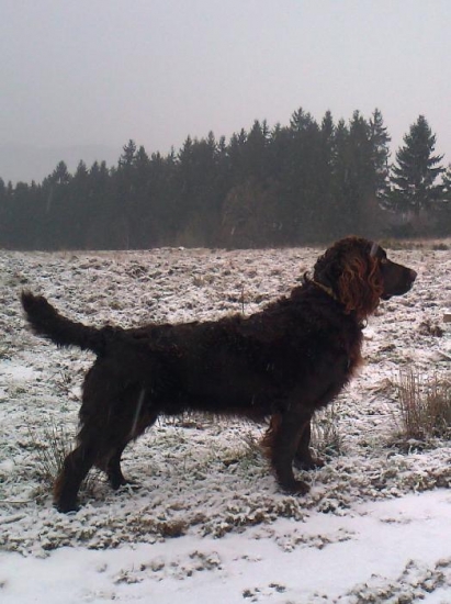 prepeličiar Ebro Any-Bon 20 měsíců