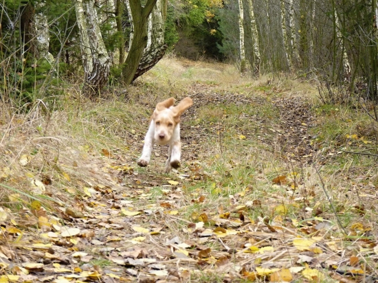Garp Any-Bon -prepeličiar