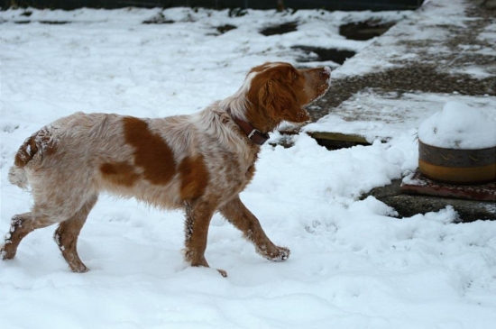 prepeličiar Goldie Any-Bon