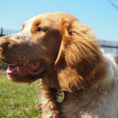 Goldie Any-Bon