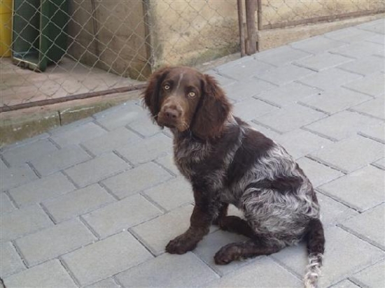 Chelsea Any-Bon 3 měs.