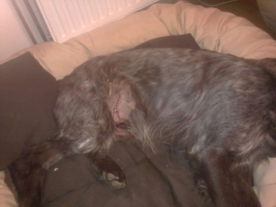 střet s divočákem