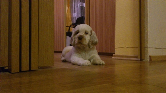 nový pomocník a parťák