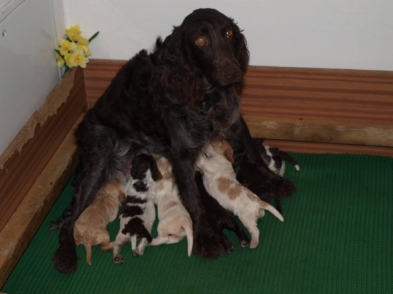 Vrh prepeličiaru v CHS Any-Bon