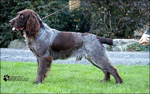 Chico Any-Bon 2 roky