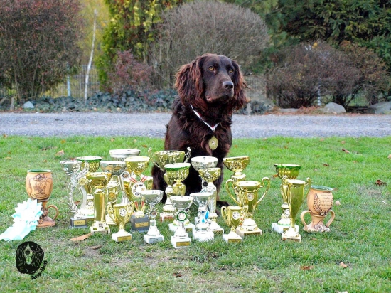 prepeličiar jasper Vom Herzrain