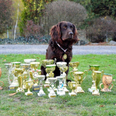 prepeličiar jasper Vom Herzrain
