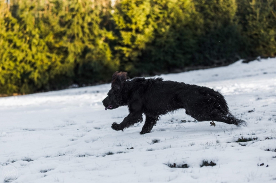 nemecky prepeličiar Jasper vom Herzrain