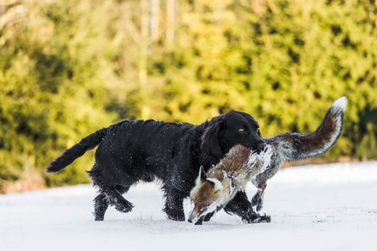 nemecky prepeličiar Jasper vom Herzrain