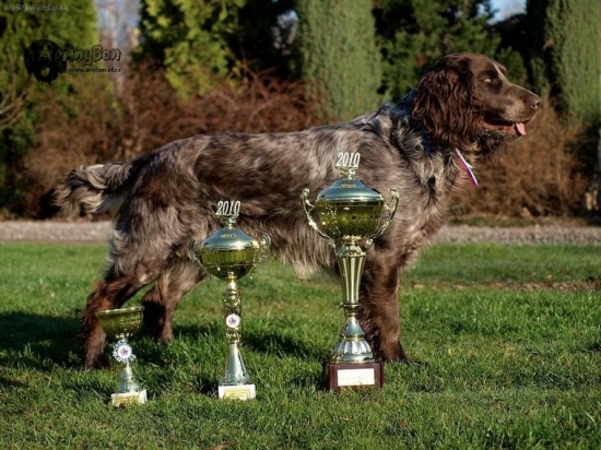 Archie Any-Bon,Klubová výstava křepeláků,V1 CAC,klubový vít2