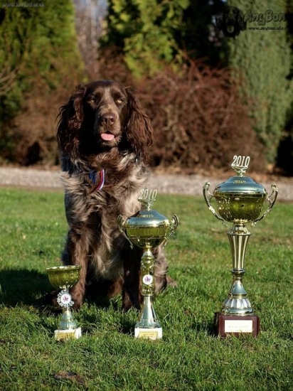 Archie Any-Bon,V1,klubový vítěz 2010,CAC,BOB