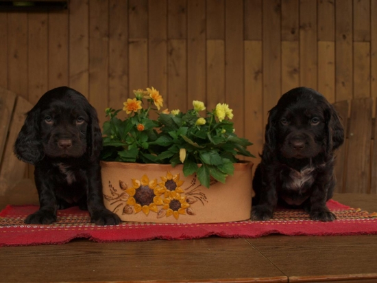 prepeličar-CHS Any-Bon