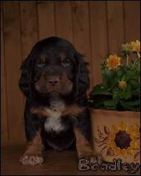 prepeličar-CHS Any-Bon