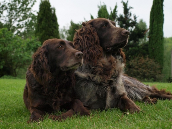 Prepeličiare z CHS Any-Bon