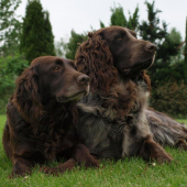 Prepeličiare z CHS Any-Bon