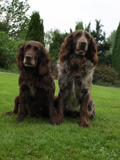Prepeličiare z CHS Any-Bon