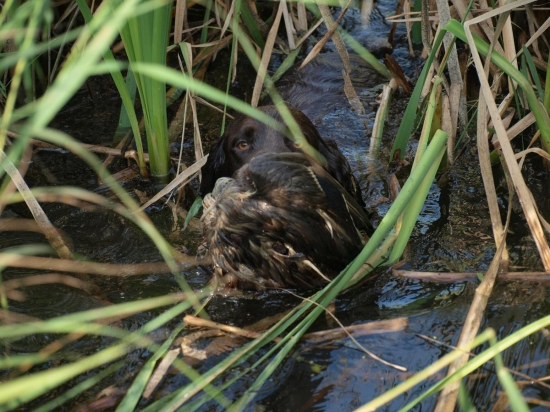 prepeličar-CHS Any-Bon