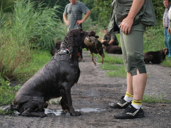 prepeličar-CHS Any-Bon