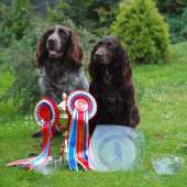 European dogshow v Celje-Slovinsko 2010