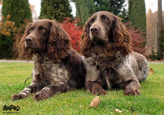 Prepeličar Archie Any-Bon