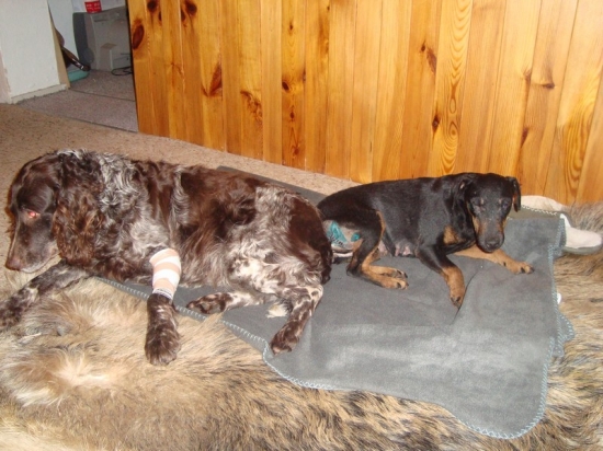 Naši psi po naháňce na prasata