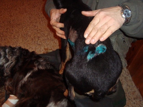 psi z CHS Any-Bon,po naháňce na černou