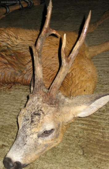 srnec 3 v.t. vek:7 rokov