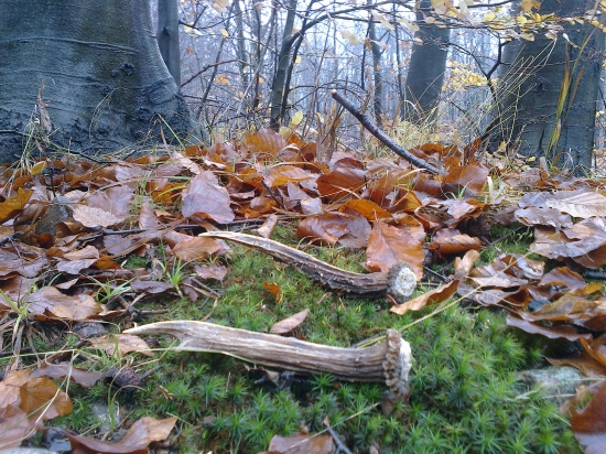 Novembrové šťastie...