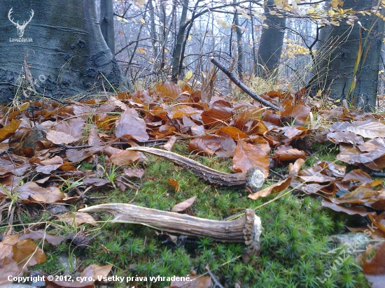 Novembrové šťastie...