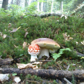 Frajeri :-)