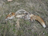 uhyn lišky