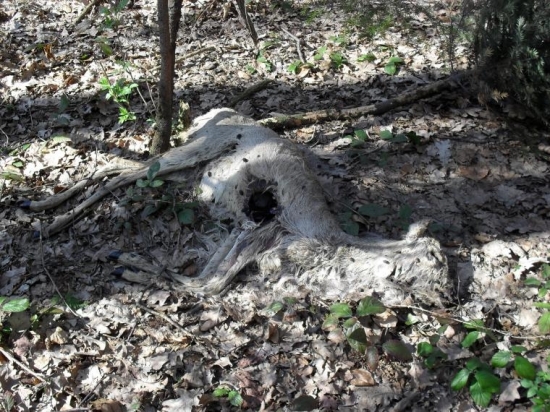 srna co se ji mohlo stát