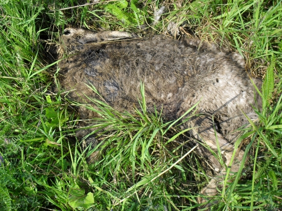 ZAJIC druhy den už tam byla  jen noha