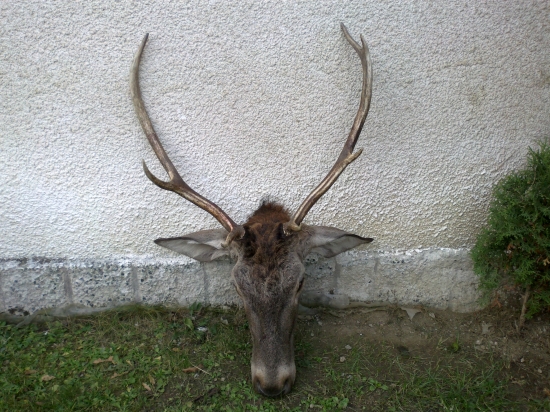 Upešna ranna posliedka