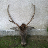 Upešna ranna posliedka
