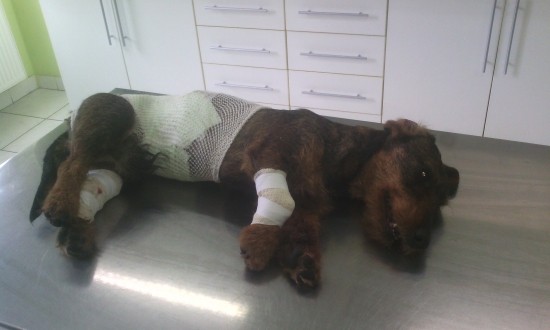 Dnešna dohladavka diviaka