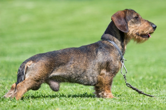 Môj malý pomocník