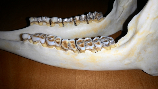 Srnec 7r