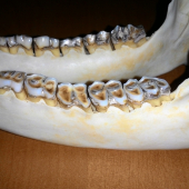 Srnec 7r