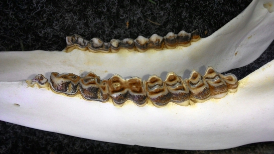 Jeleň 11r