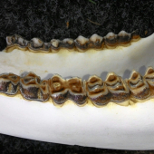 Jeleň 11r