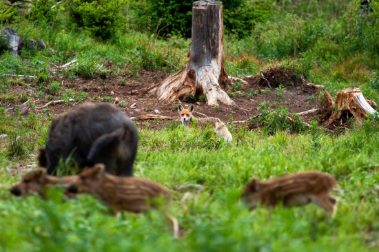 ,,ked tečú slinky,,