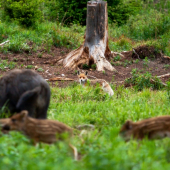 ,,ked tečú slinky,,