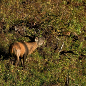 tajomný hlas odhalený